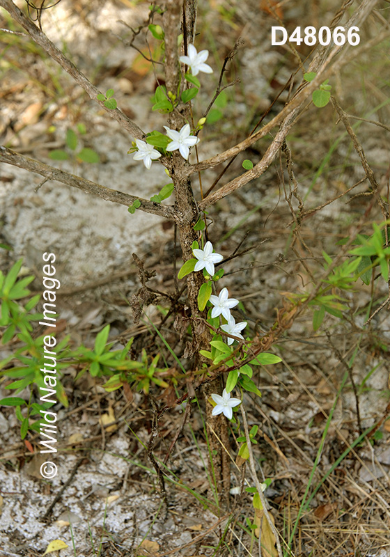 Havana Clustervine (Jacquemontia havanensis)